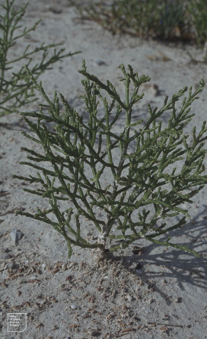 Dwarf Saltwort photo 2