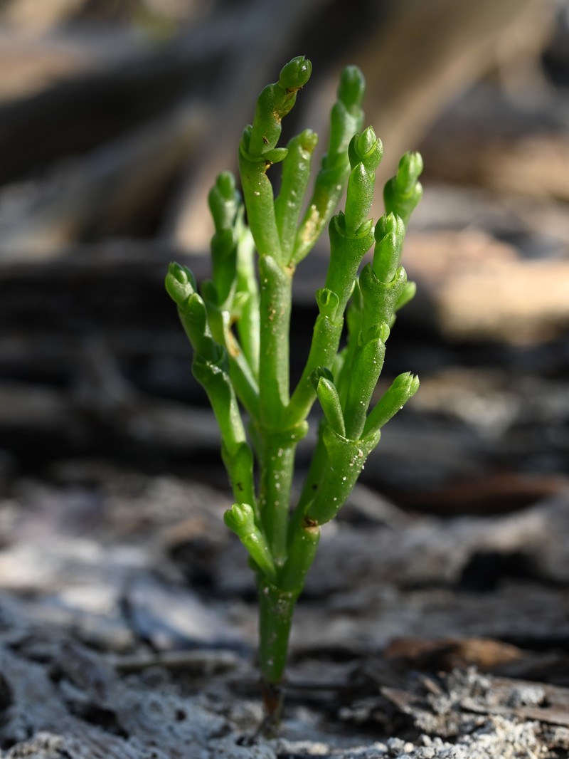 Dwarf Saltwort photo 3