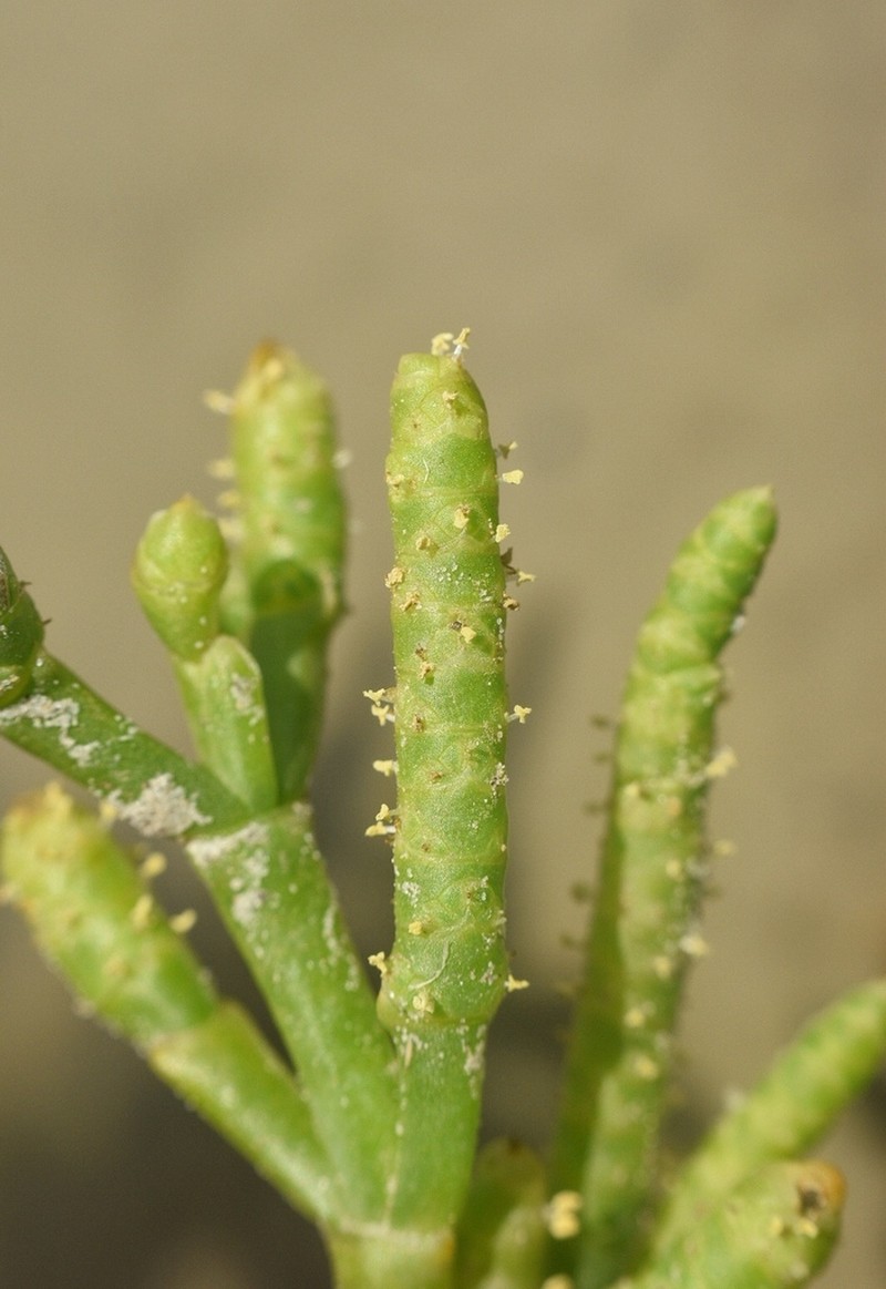 Dwarf Saltwort photo 5