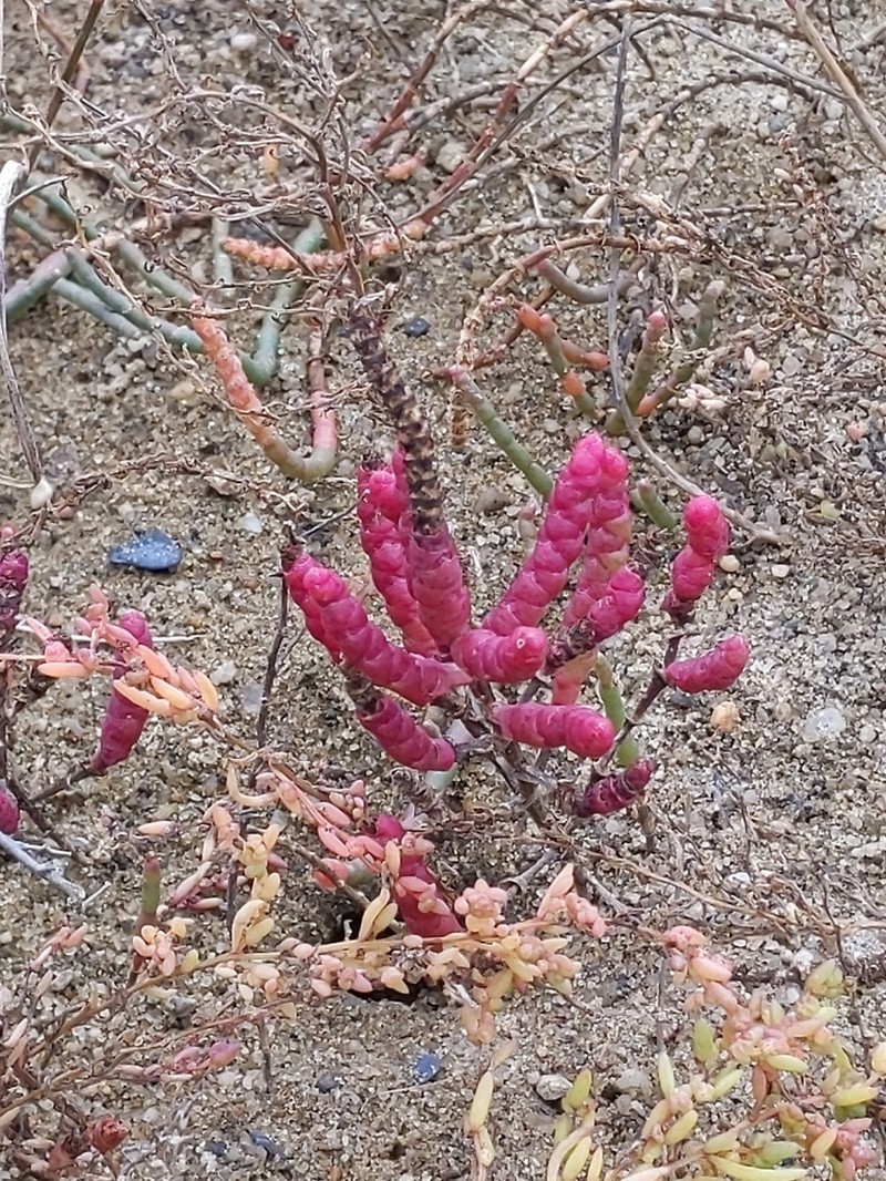 Dwarf Saltwort photo 6