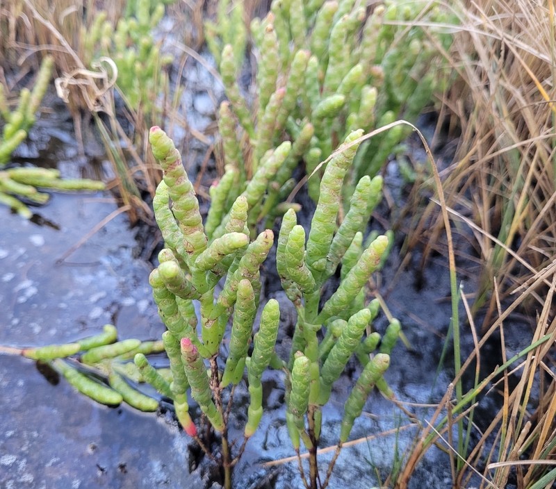 Dwarf Saltwort photo 7