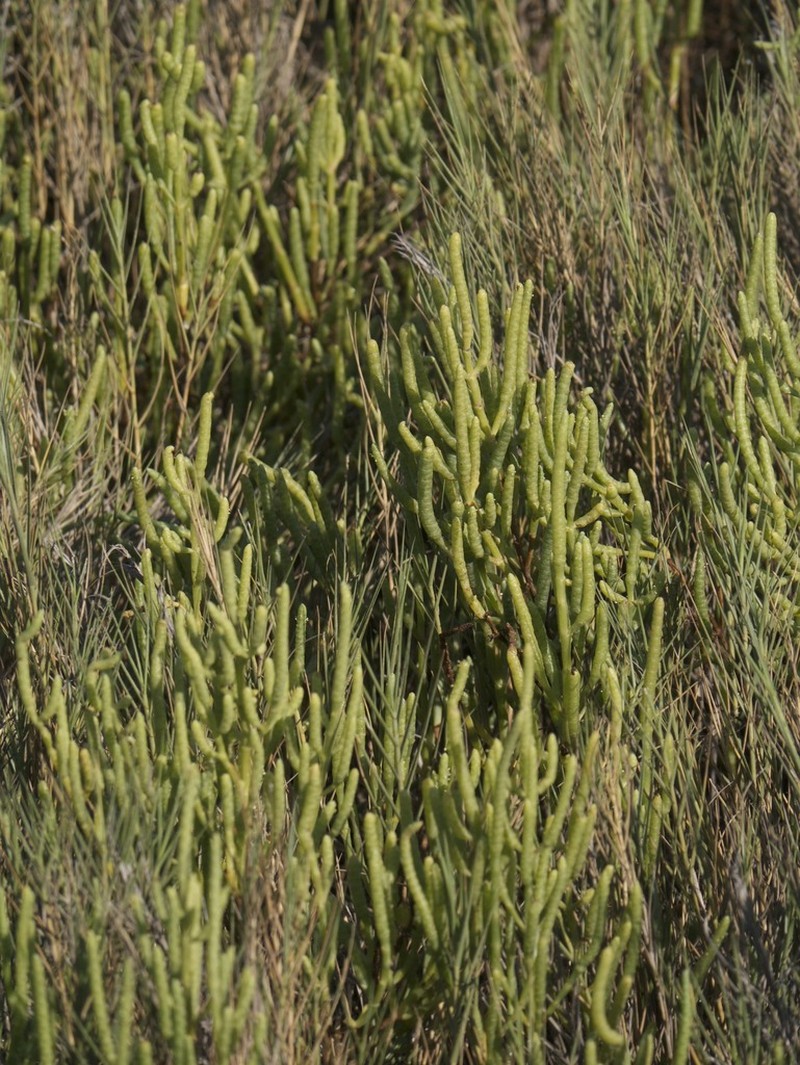 Dwarf Saltwort photo 8