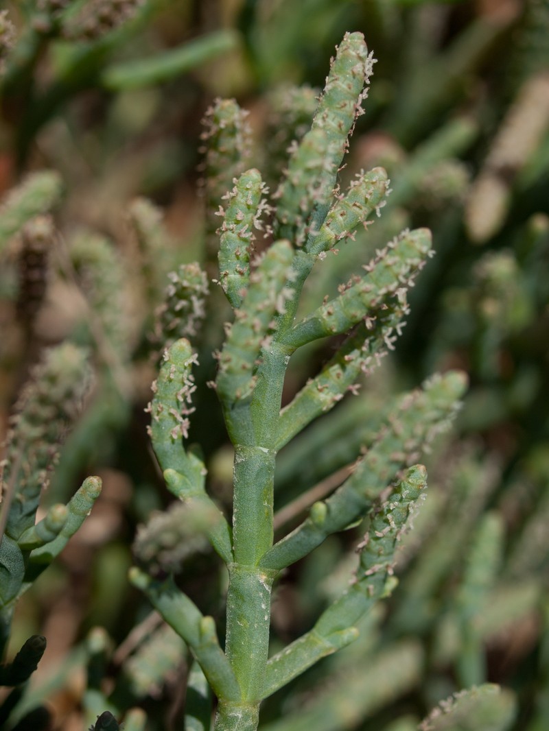 Virginia Glasswort photo 3