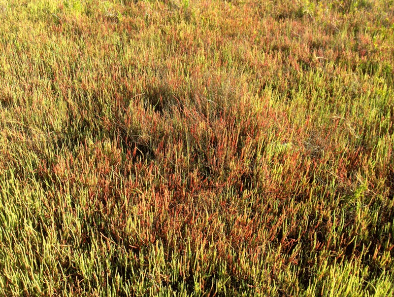 Virginia Glasswort photo 4
