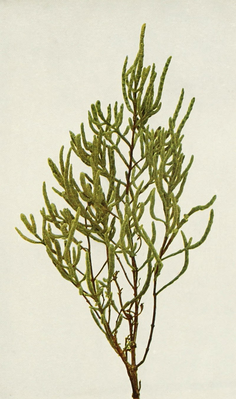 Virginia Glasswort photo 2