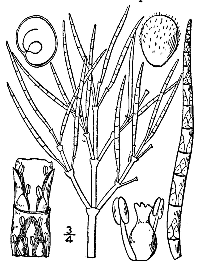 Slender Grasswort