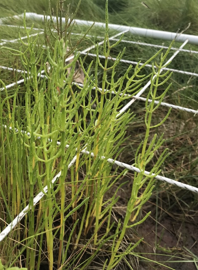 Slender Grasswort photo 4