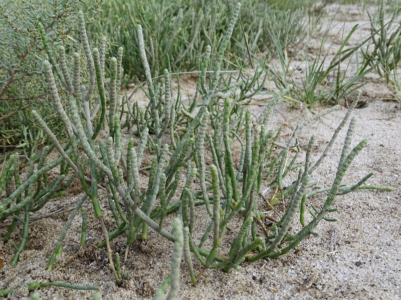 Slender Grasswort photo 5