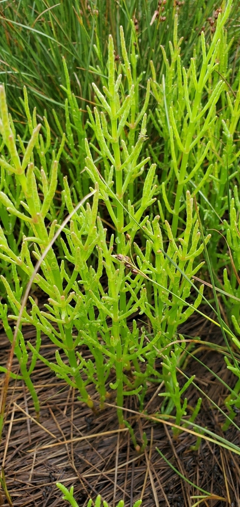 Slender Grasswort photo 6