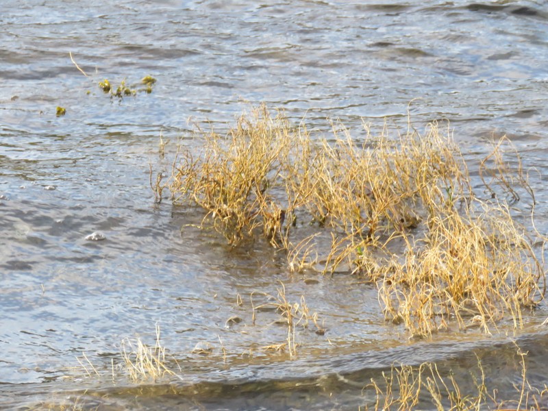 Pacific Swampfire photo 6