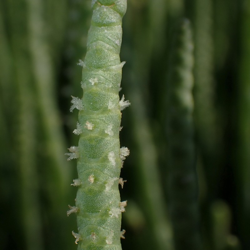 Chickenclaws photo 3