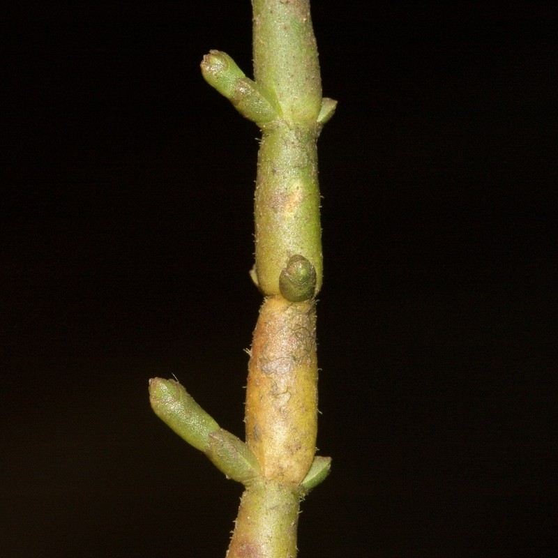 Chickenclaws photo 7