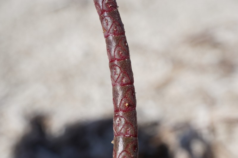 Salicornia procumbens subsp. procumbens