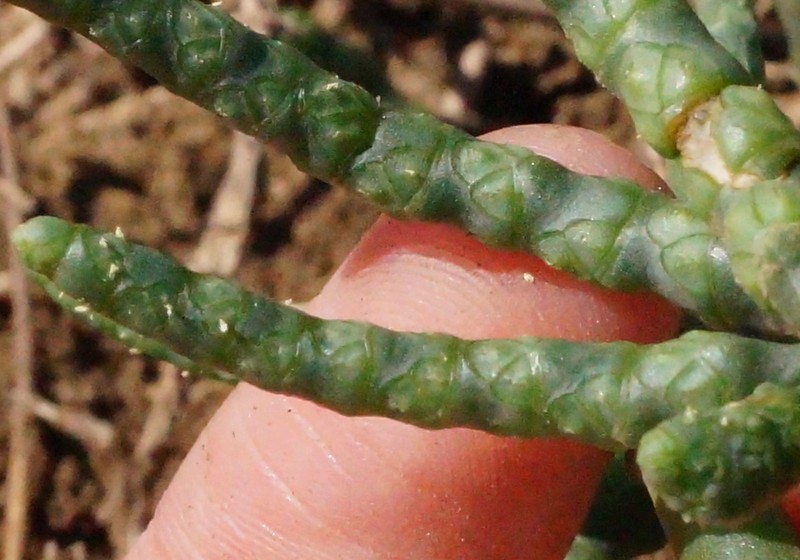 Salicornia procumbens subsp. procumbens photo 2