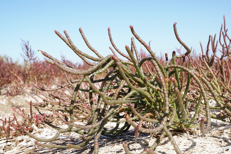 Salicornia procumbens subsp. procumbens photo 3