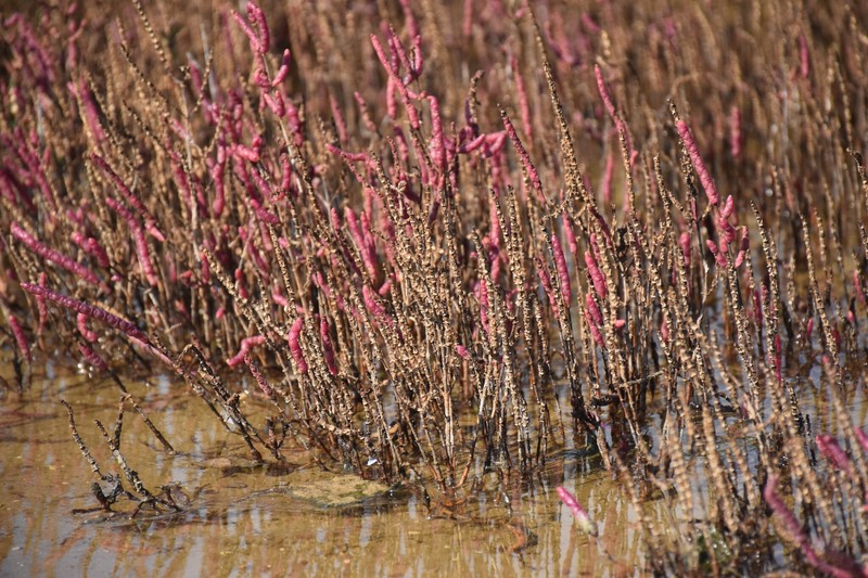 Salicornia procumbens subsp. veneta