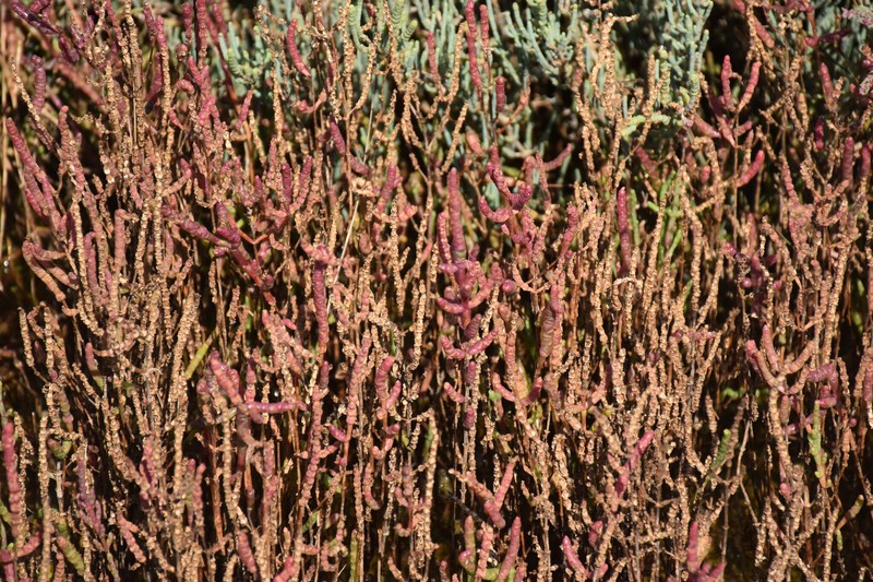 Salicornia procumbens subsp. veneta photo 2
