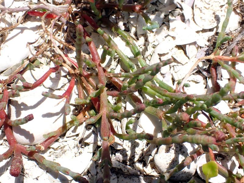 Salicornia quinqueflora subsp. quinqueflora