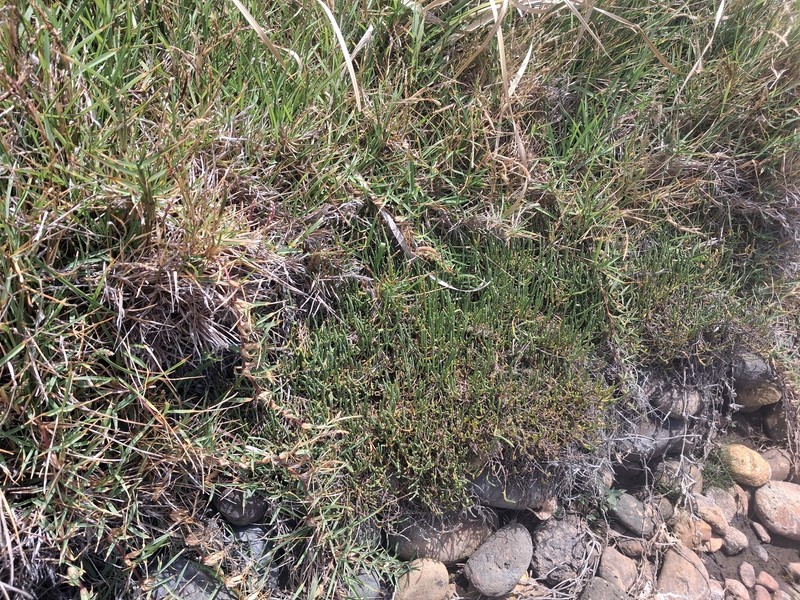 Salicornia quinqueflora subsp. quinqueflora photo 2