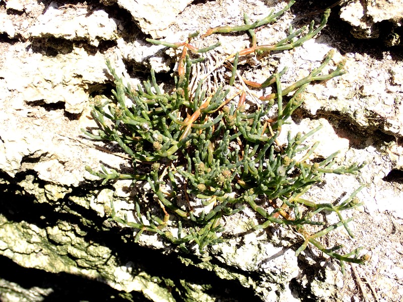 Salicornia quinqueflora subsp. quinqueflora photo 3