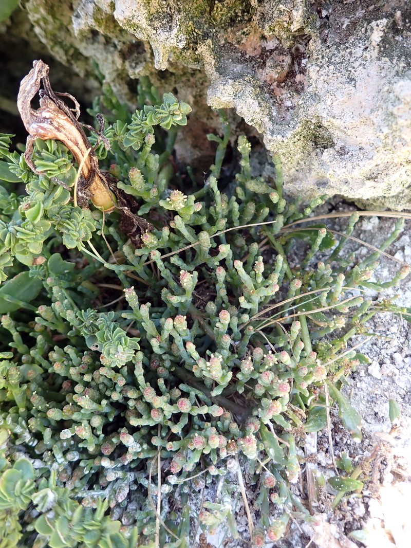 Salicornia quinqueflora subsp. quinqueflora photo 4