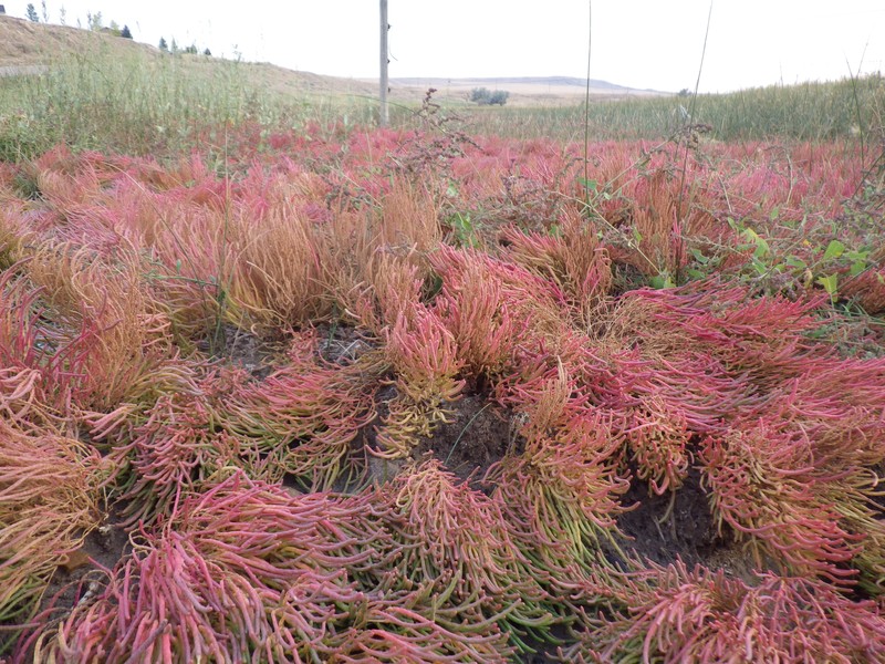 Red Swampfire photo 2