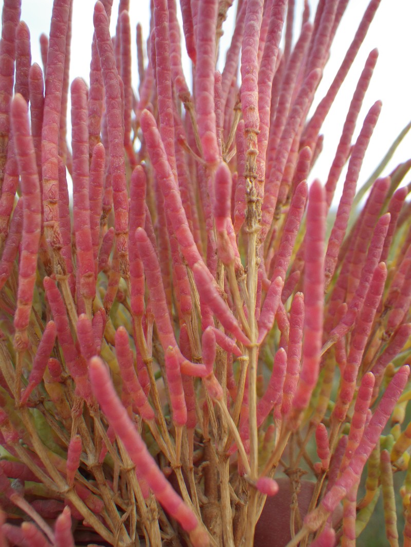 Red Swampfire photo 3