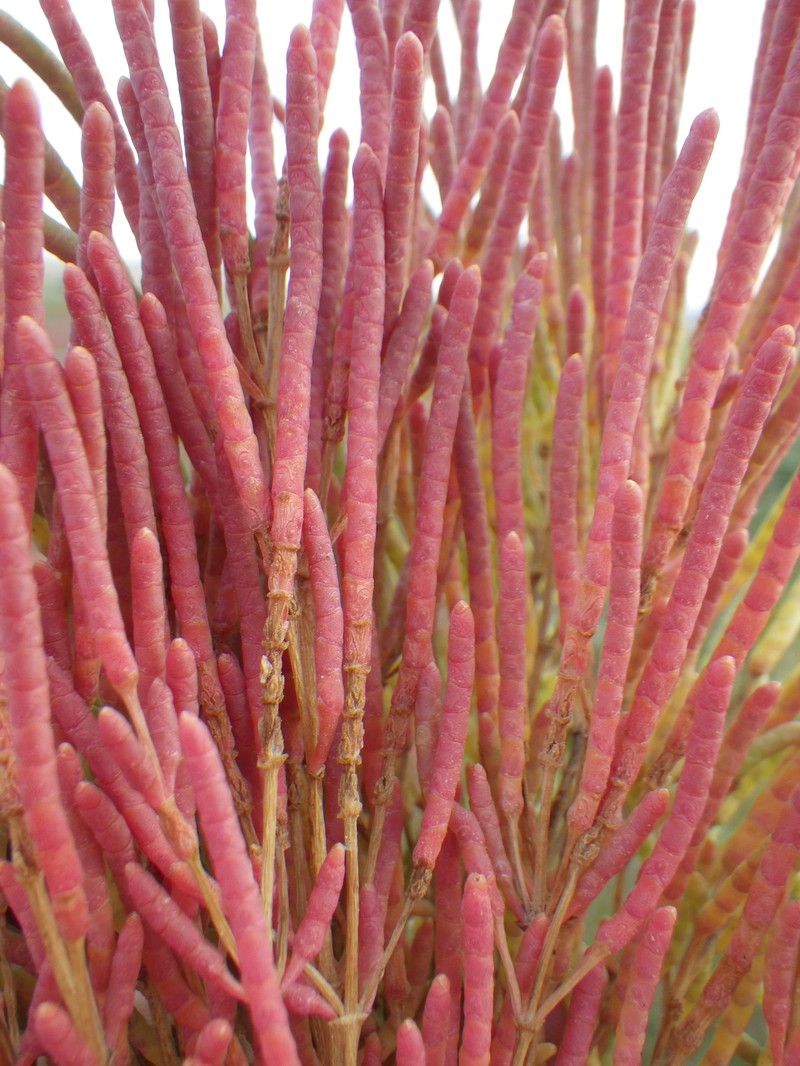 Red Swampfire photo 4