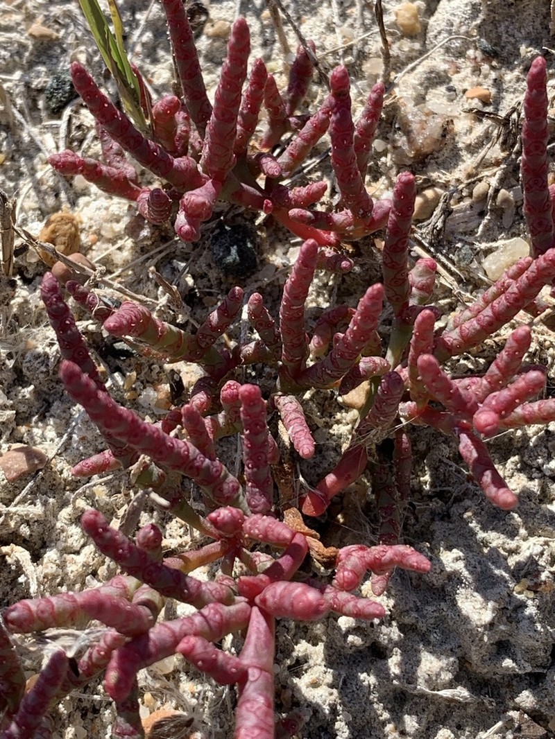 Red Swampfire photo 5