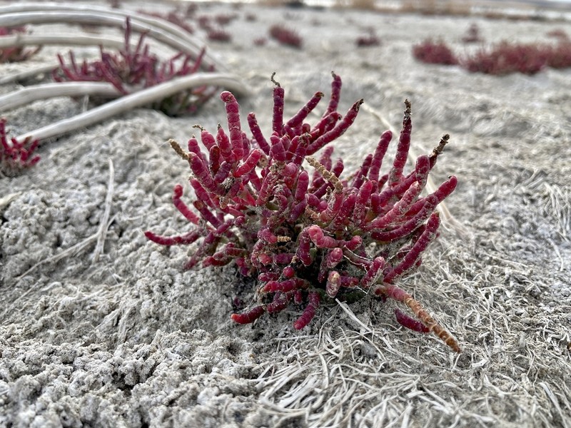 Red Swampfire photo 6