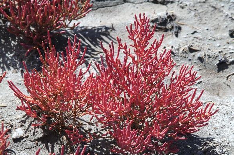 Red Swampfire photo 7