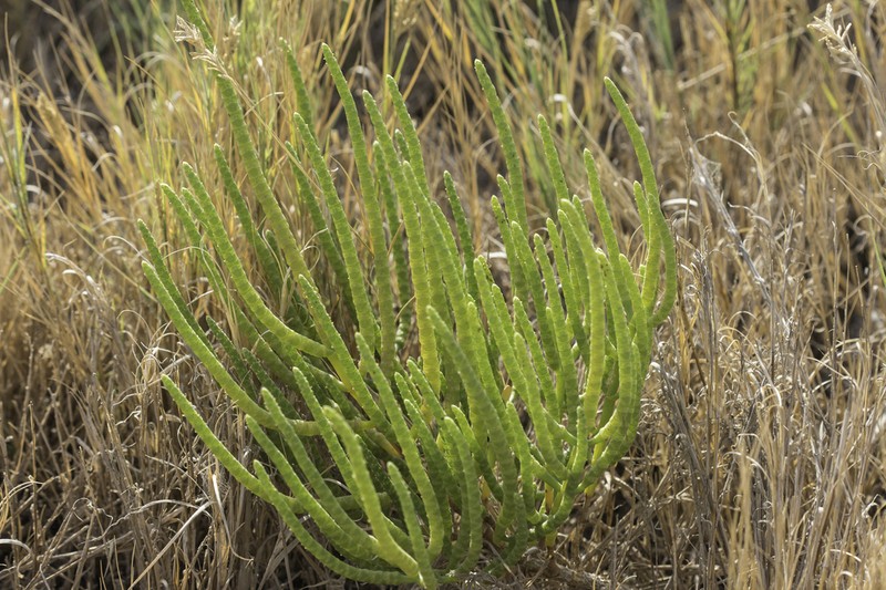 Utah Swampfire