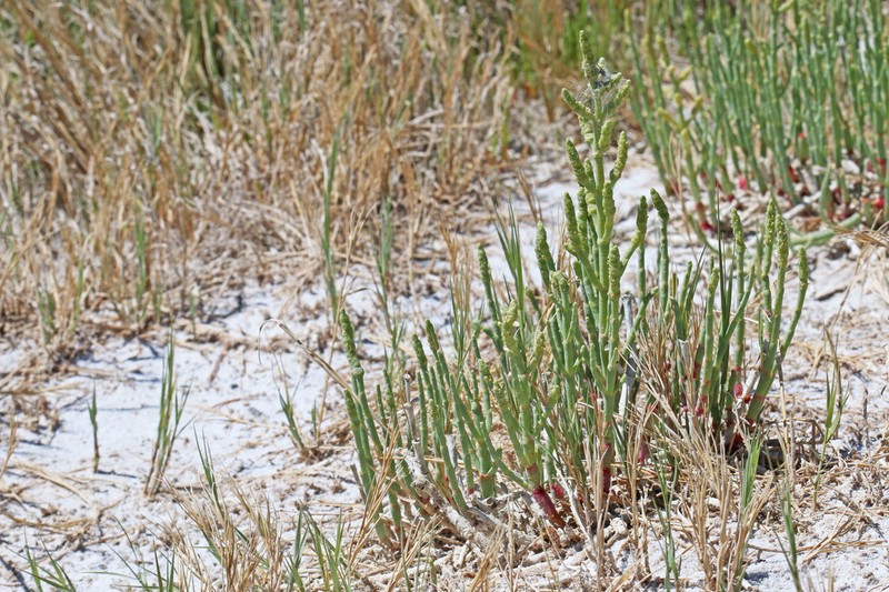 Utah Swampfire photo 4