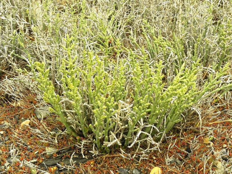 Utah Swampfire photo 8