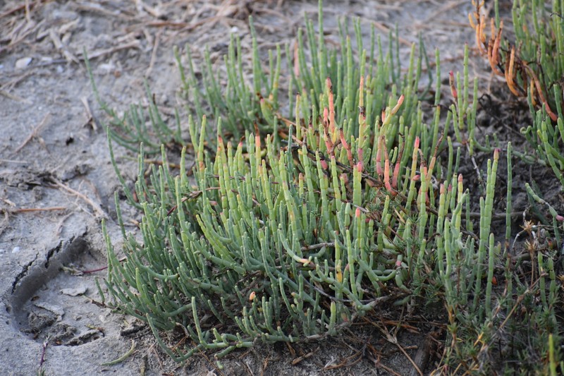 Virginia Glasswort photo 2