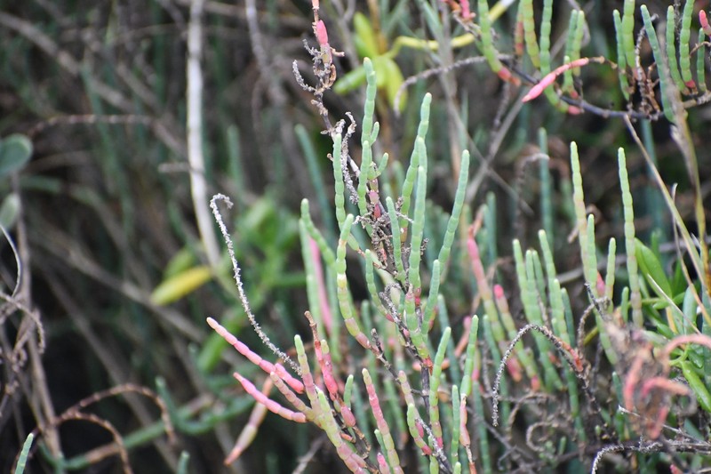 Virginia Glasswort photo 3