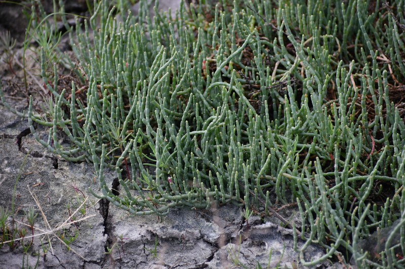 Virginia Glasswort photo 4