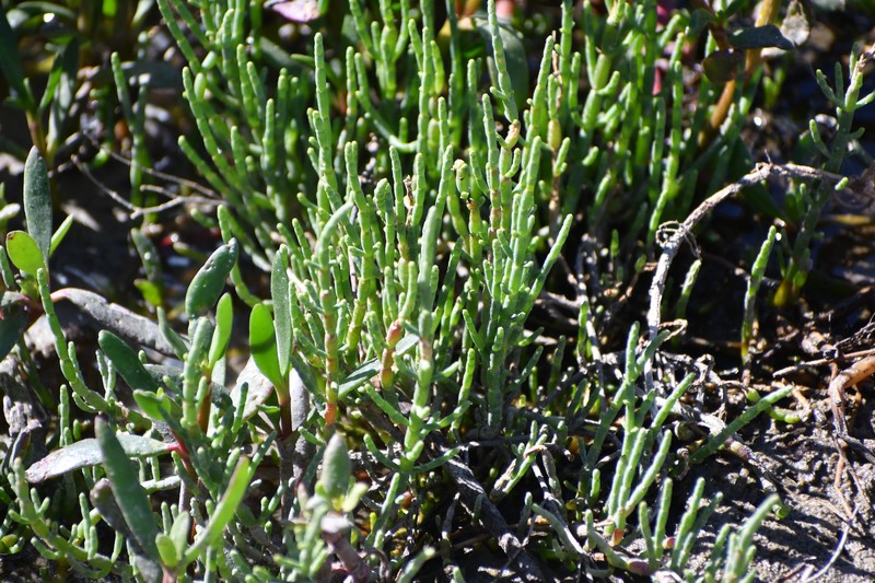 Virginia Glasswort photo 5