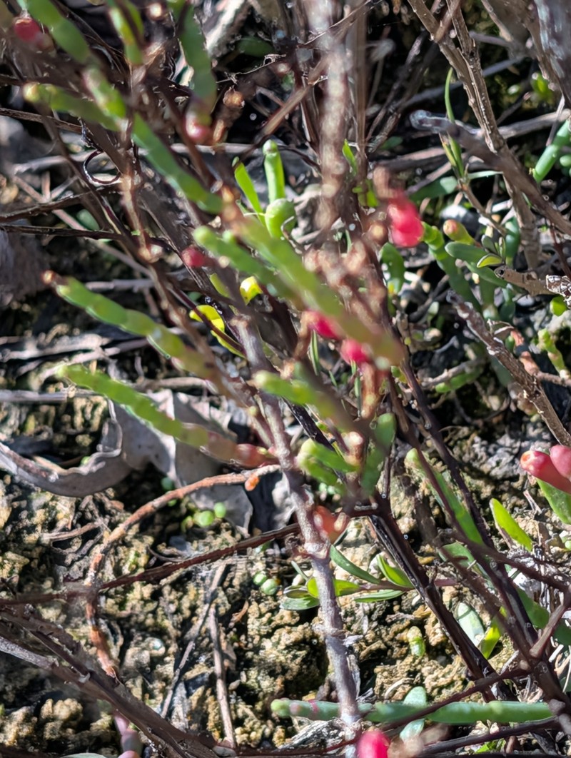 Virginia Glasswort photo 6