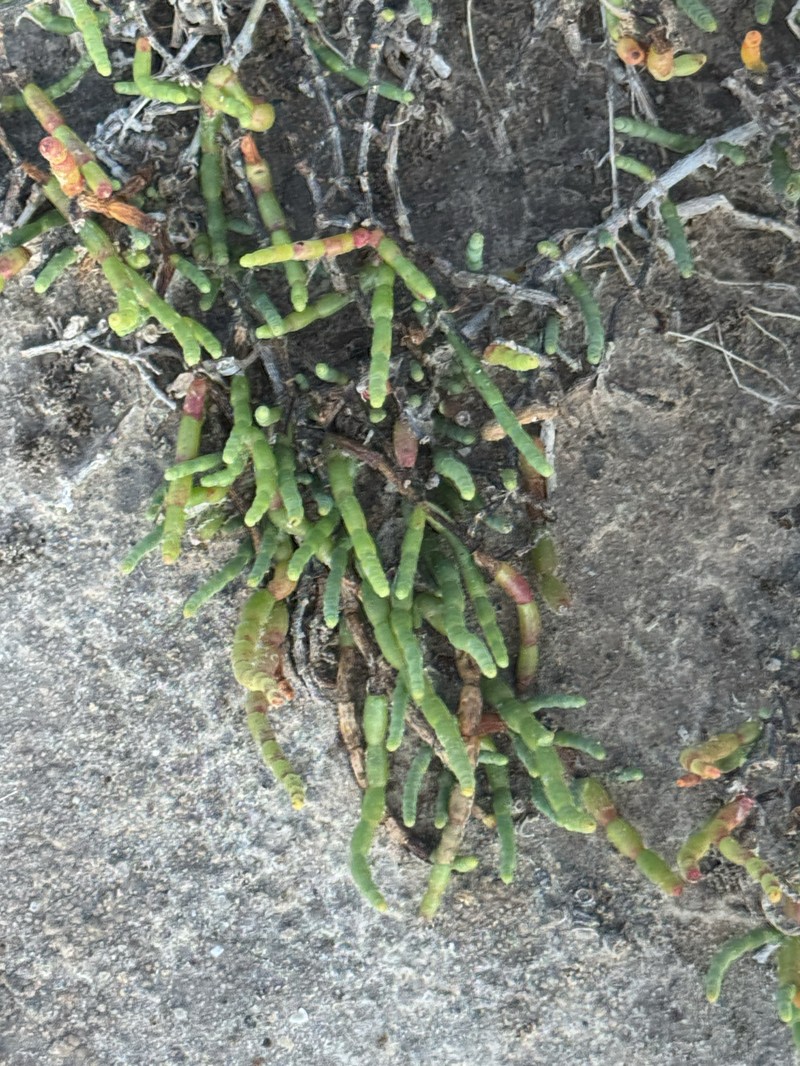 Virginia Glasswort photo 7