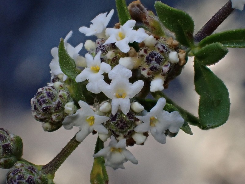 Salimenaea integrifolia