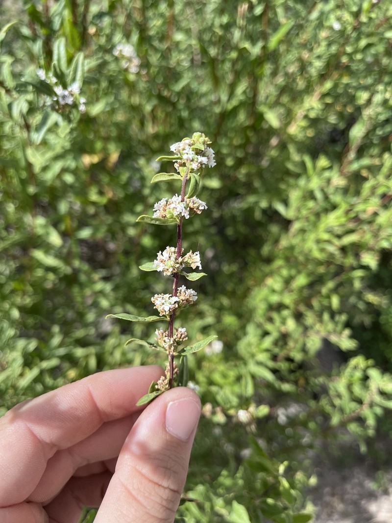Salimenaea integrifolia photo 2
