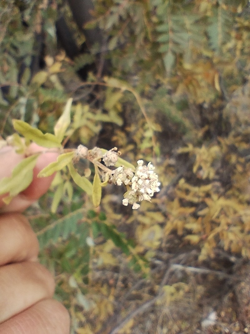 Salimenaea integrifolia photo 3