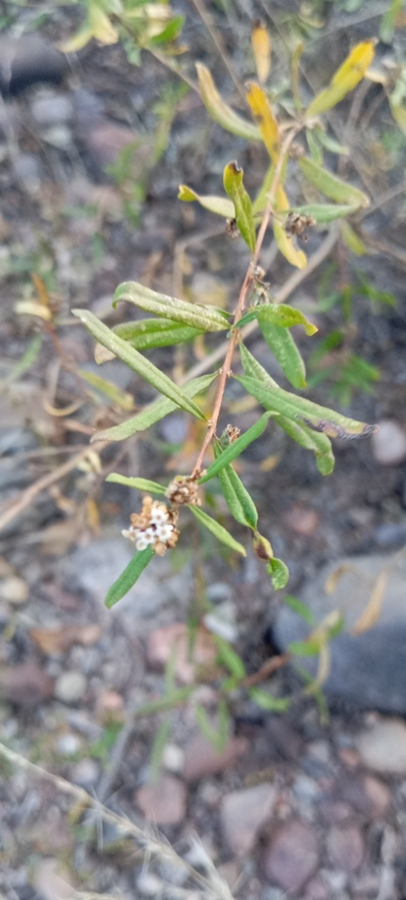 Salimenaea integrifolia photo 4