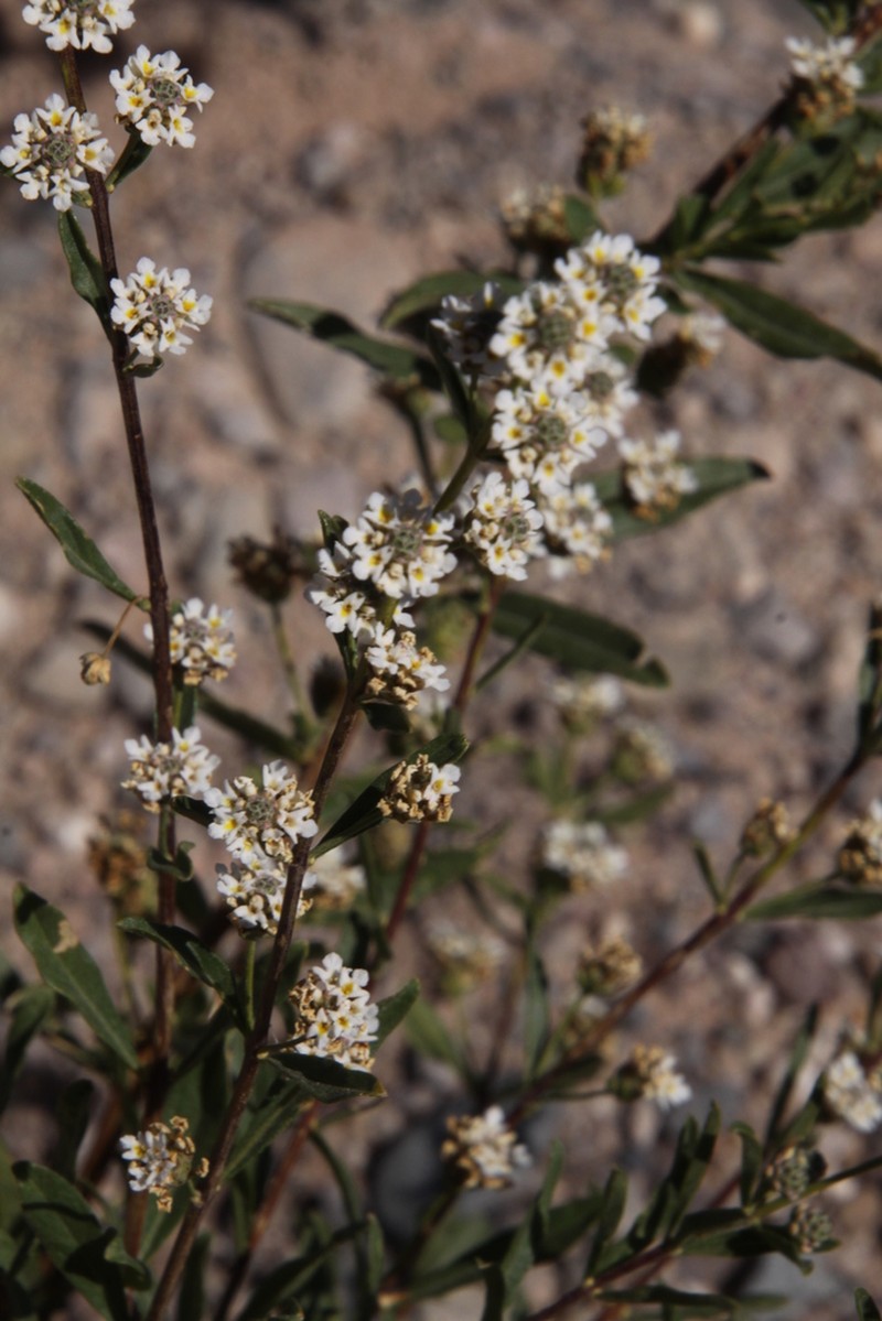 Salimenaea integrifolia photo 5