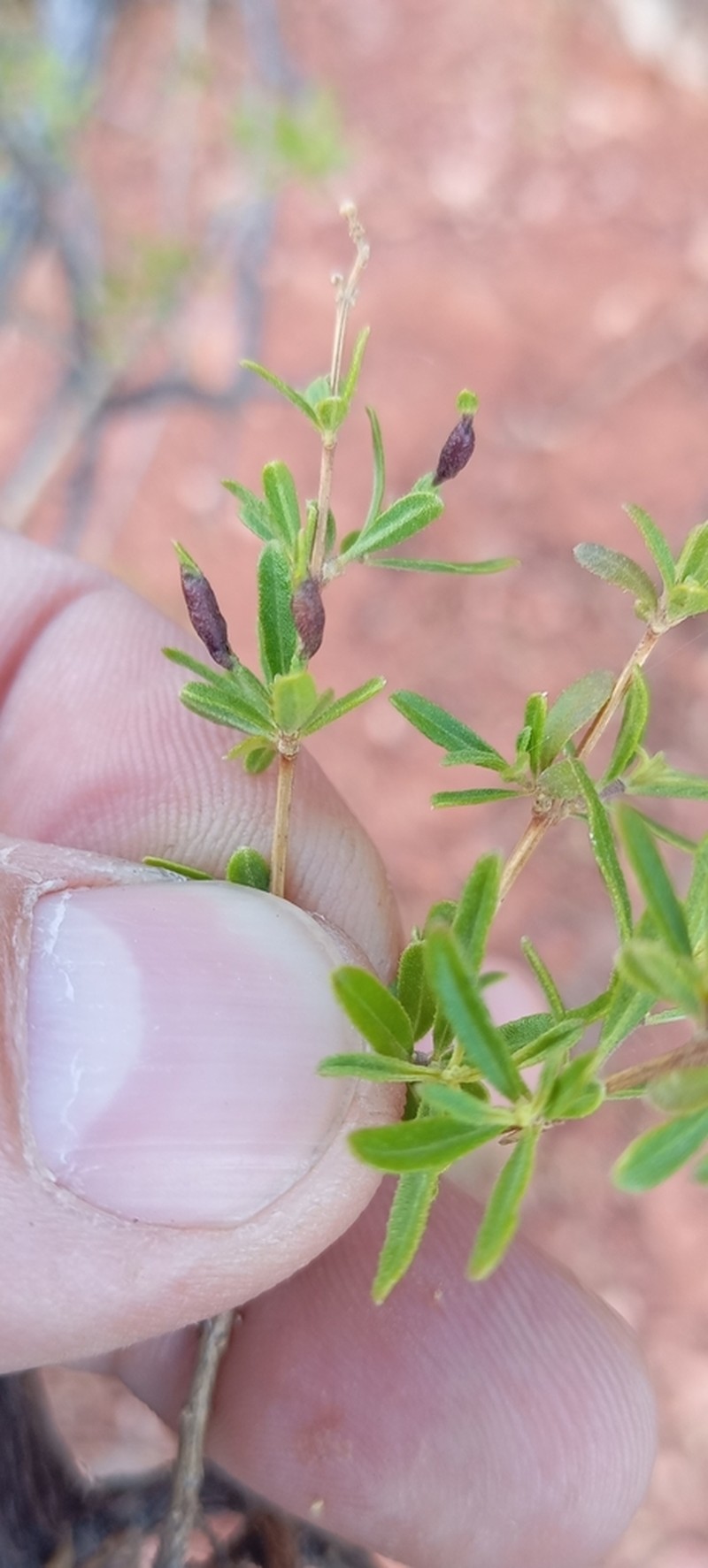 Salimenaea integrifolia photo 6