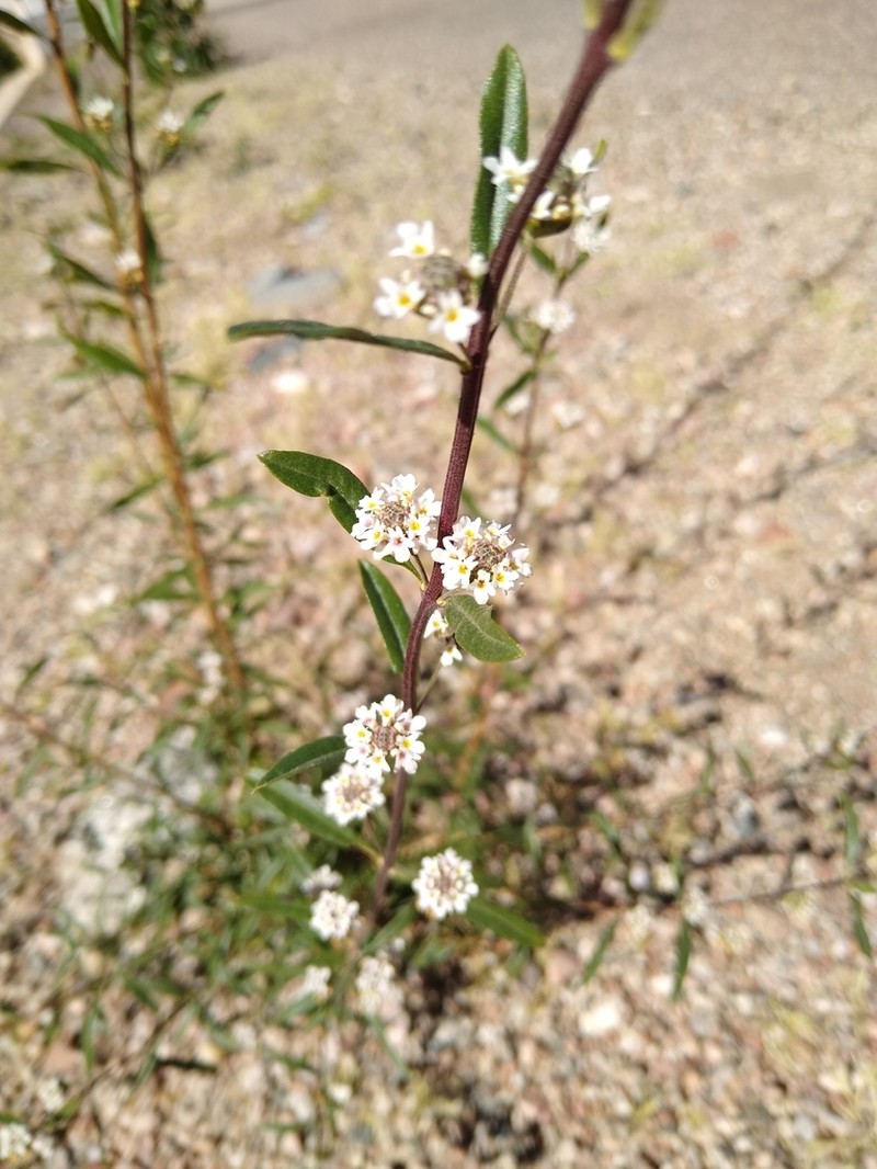 Salimenaea integrifolia photo 7