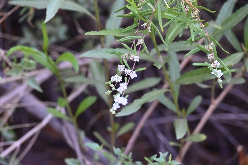 Salimenaea integrifolia photo 8