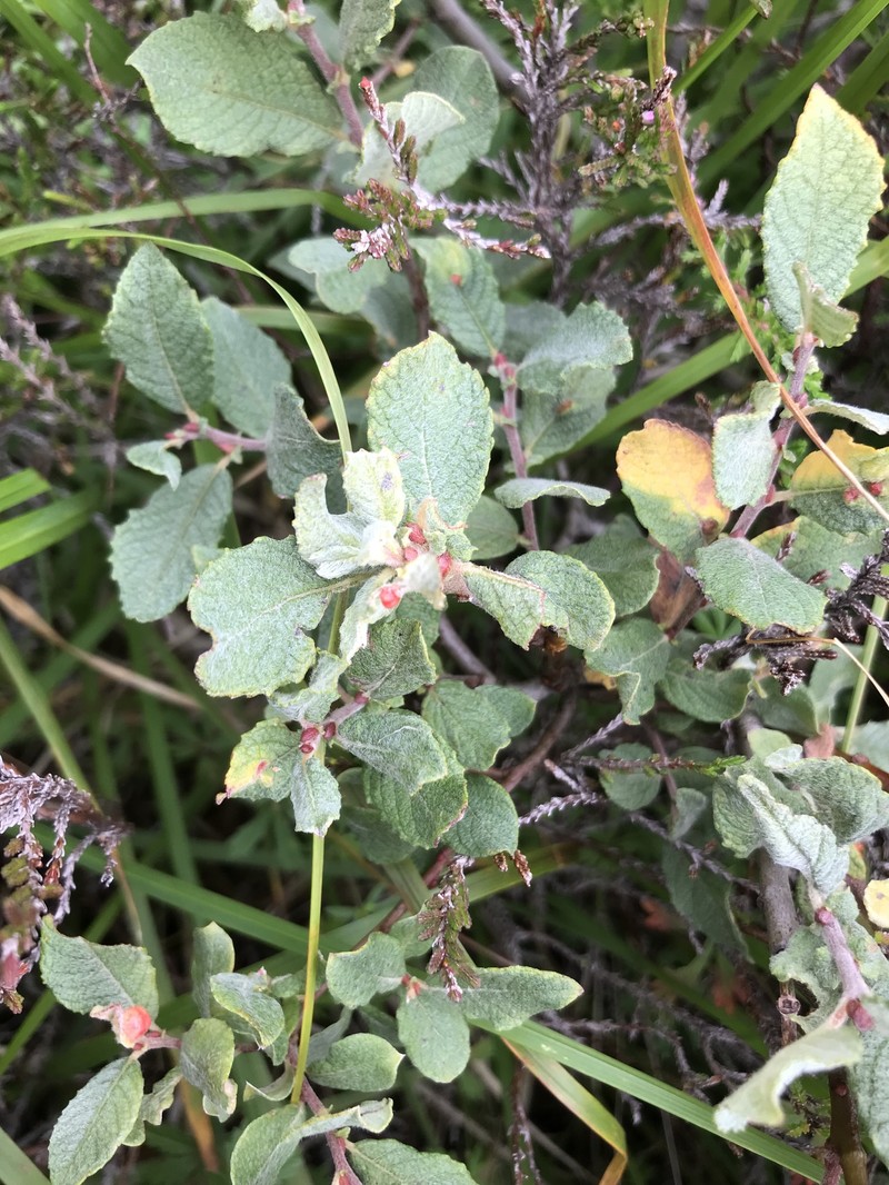 Salix × ambigua