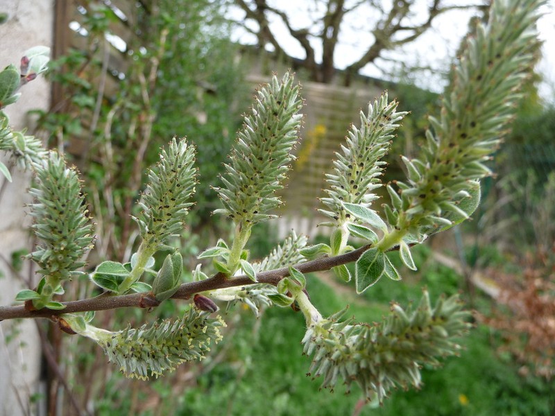 Salix × ambigua photo 2